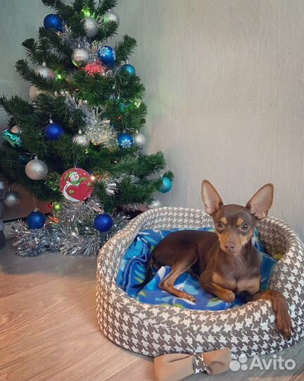 Вязка той-терьер