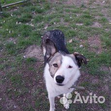 Собака в добрые руки -помесь Хаски