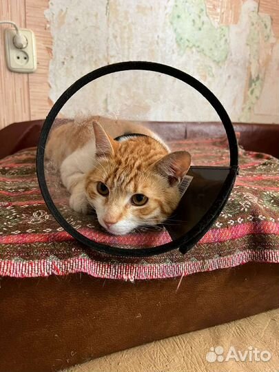 Рыжик живет в переноске, на улицу ему нельзя