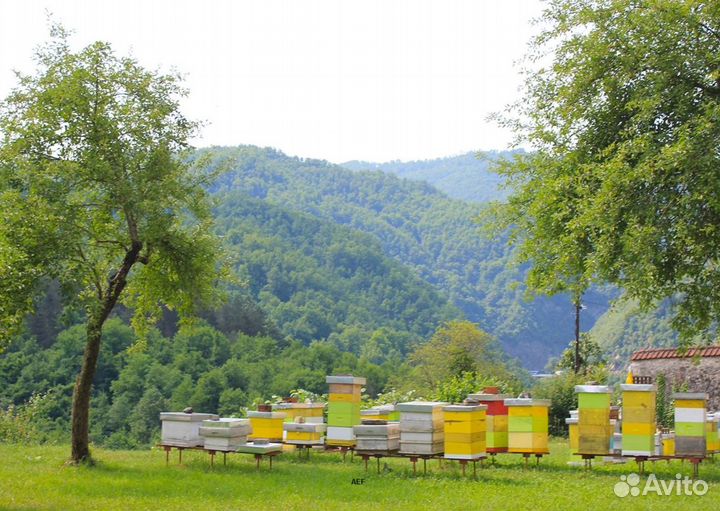 2024 Мёд натуральный алтайский опт