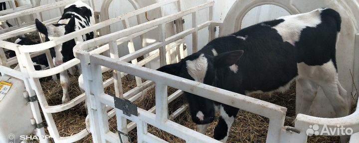 Холмогоры Голштины Бычки Тёлки