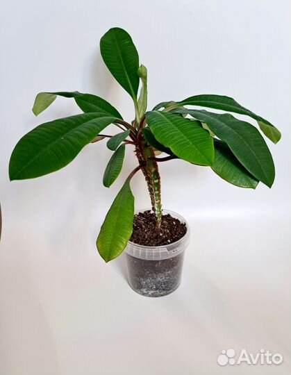 Молочай беложильчатый