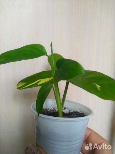 Ктенанта лубберса