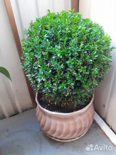 Канадская и голубая ель, Самшит, Тисс,шаровидная Т