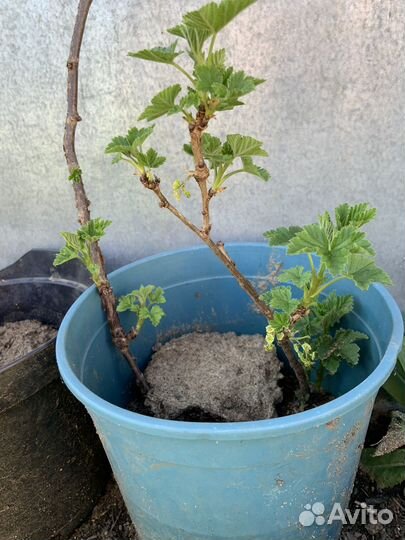 Смородина красная, черная