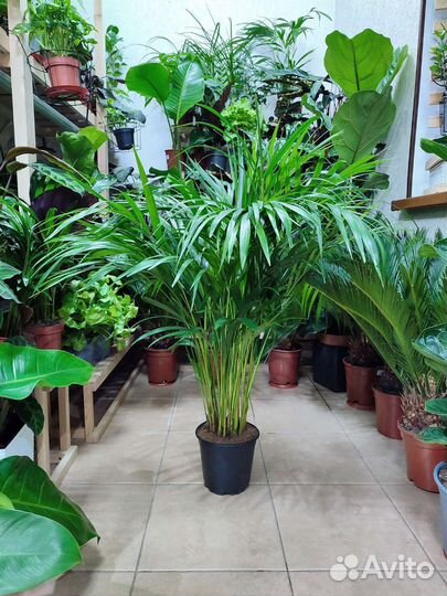 Пальма арека высотой 101 см