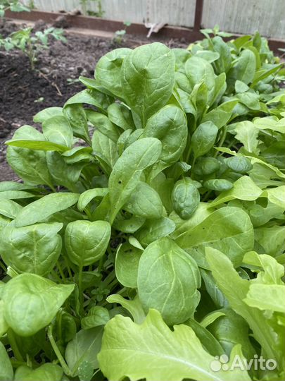 Свежая зелень