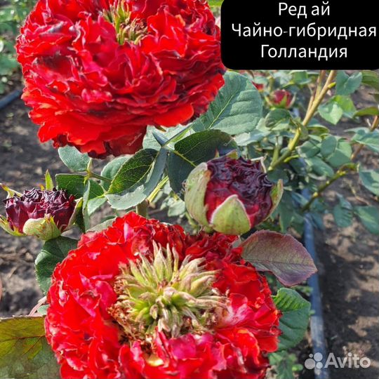 Роза Ред ай