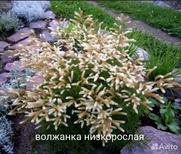 Растения для сада