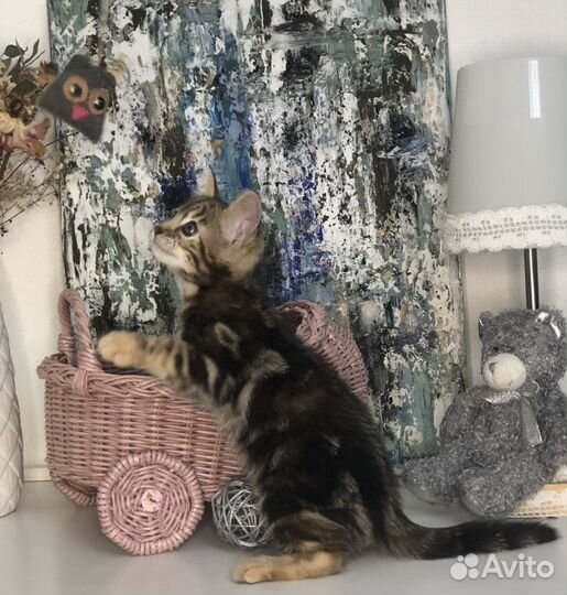 Бенгальские котята