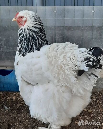 Брама светлая Колумбийская(куры, цыплята, ия)