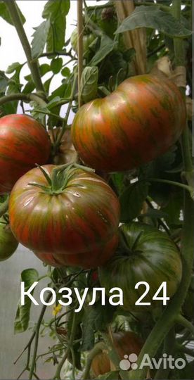 Семена сортовых томатов