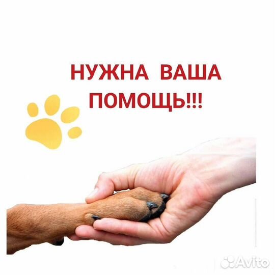 Нужны лежаки и домики для животных