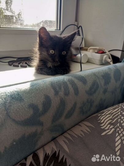 Кошка в дар