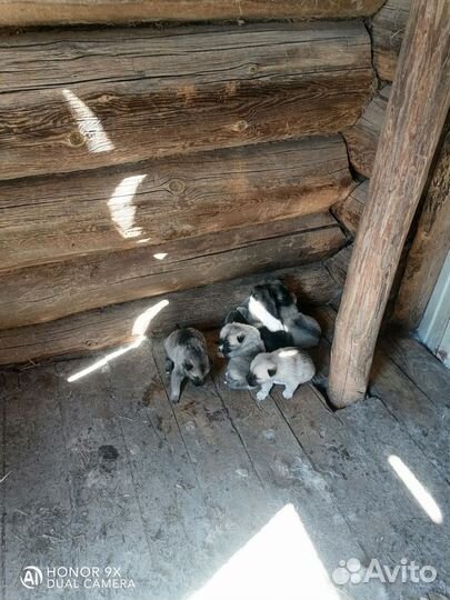Собаки щенки