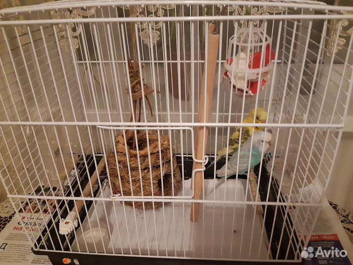 Волнистые попугаи