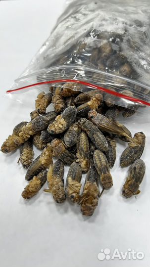 Замороженные сверчки