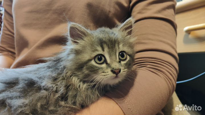 Кошечка в добрые руки