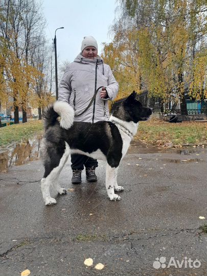 Дрессировка и воспитание щенков и взрослых собак