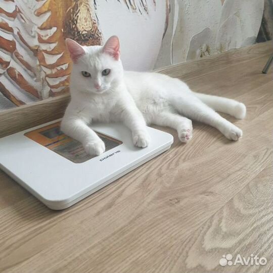 Отдам в добрые руки