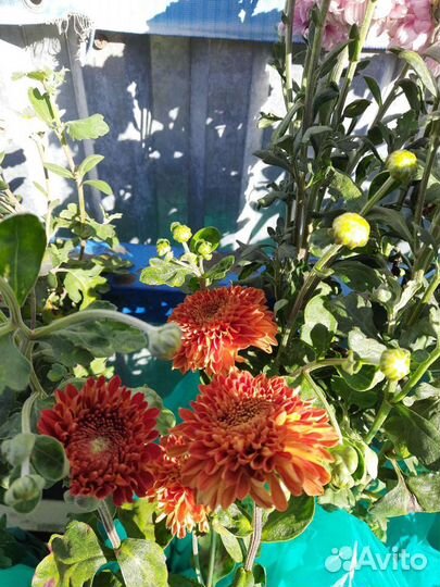 Хризантемы