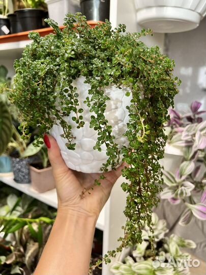 Комнатные цветы пилея