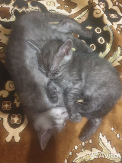 Котята в добрые руки