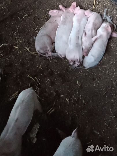 Поросята