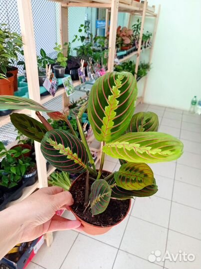 Хамедорея, маранта, Сингониум, фикус, замиокулькас