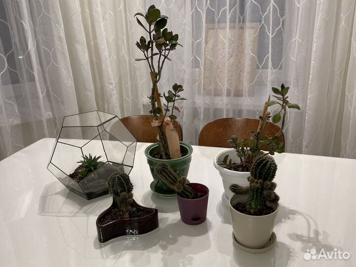 Комнатные цветы и горшки для цветов