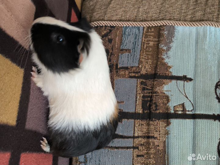 Морские свинки