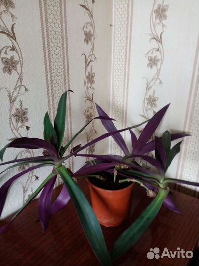 Цветок Рео Экзотический