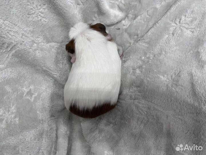 Морская свинка цветной крестед девочка