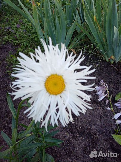 Бадан, ромашки, флоксы