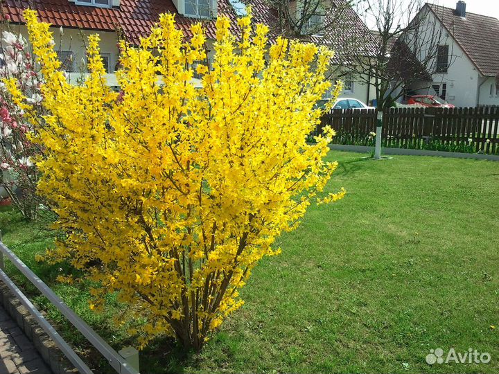 Форзиция саженцы