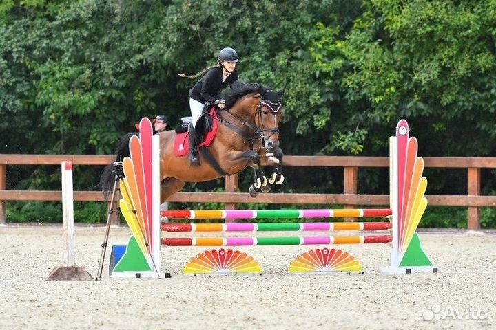 Лошади молодые, спортивные, хобби-класса