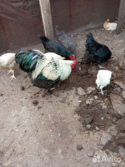 Продаю петушков