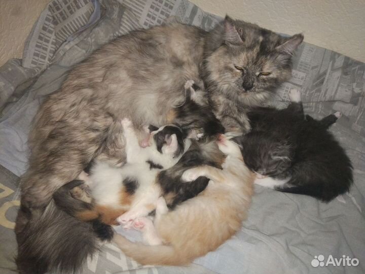 Котята в добрые руки