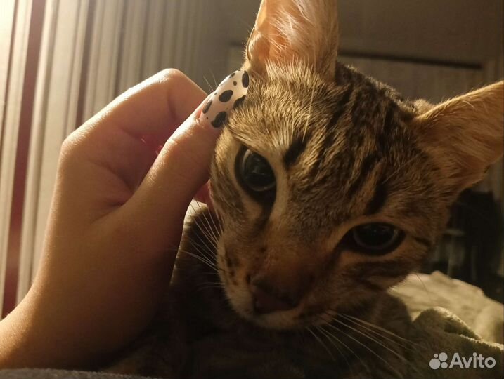 Котик барсик