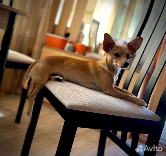 Вязка той-терьер