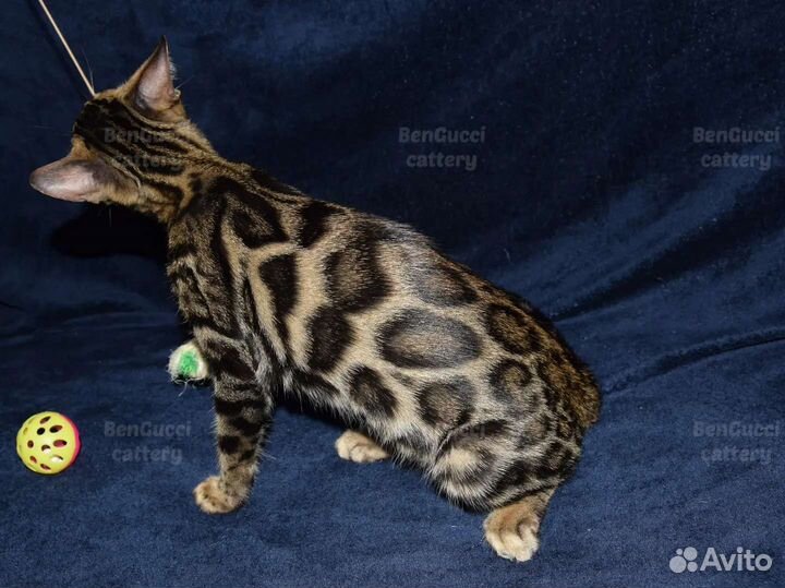 Бенгальские котята