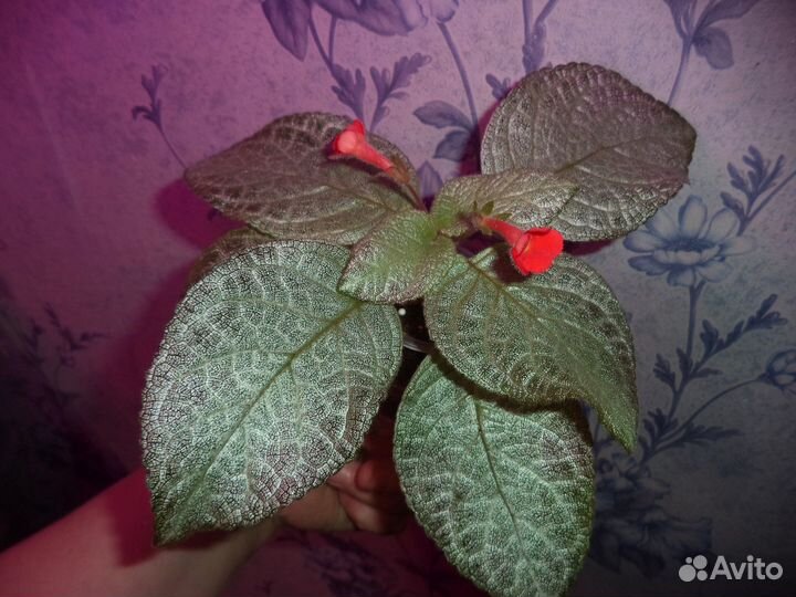 Цветы эписции сортовые. Комнатные растения