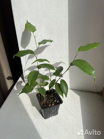 Фикус бенджамина exotic экзотик