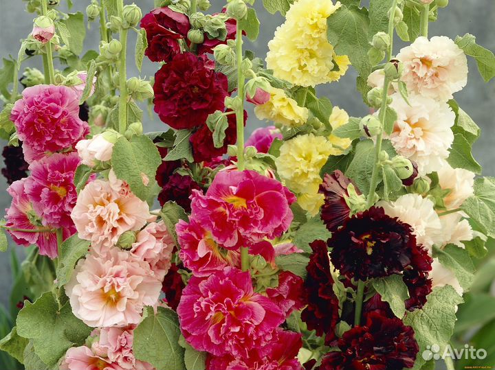 Рассада мальвы (шток роза)