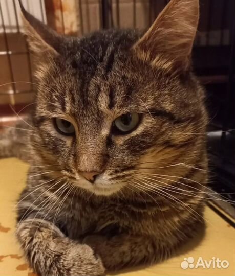 Ласковая маленькая рысь ждет Вас