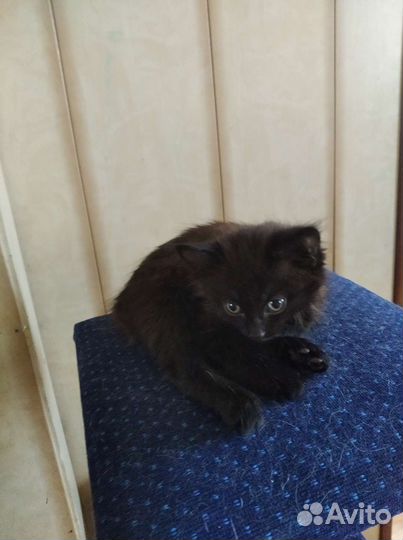 Кошка в дар бесплатно