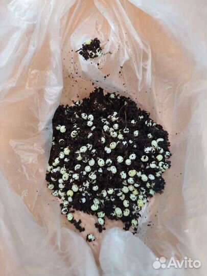 Улитки ахатины