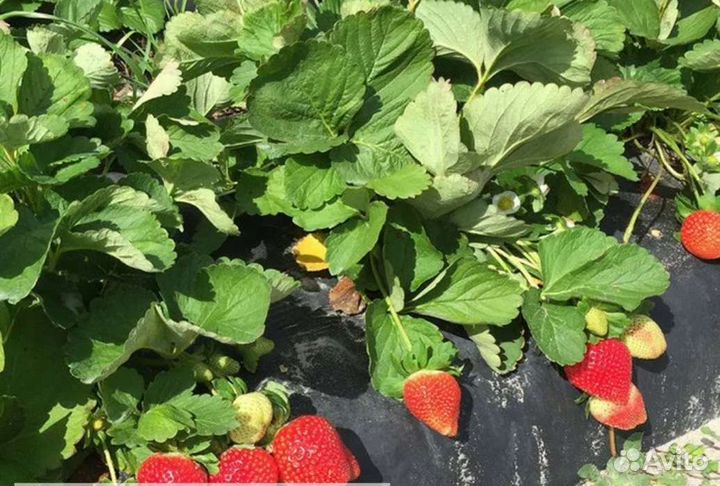 Рассада клубника клери Азия и ремонтантные