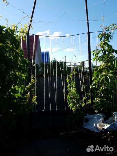 Саженцы 5-листовый девичий виноград