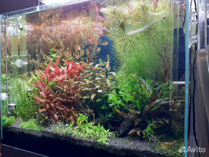 Обслуживание аквариумов